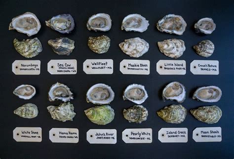 oyster&pop rolex|types of oysters list.